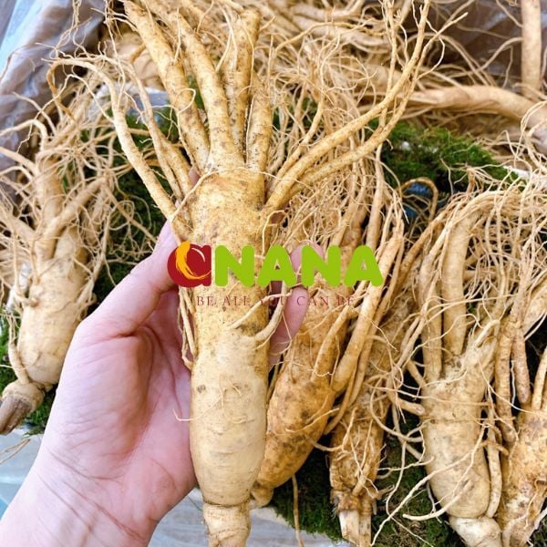 Sâm 9 củ 1kg – Nhân Sâm tươi Hàn Quốc